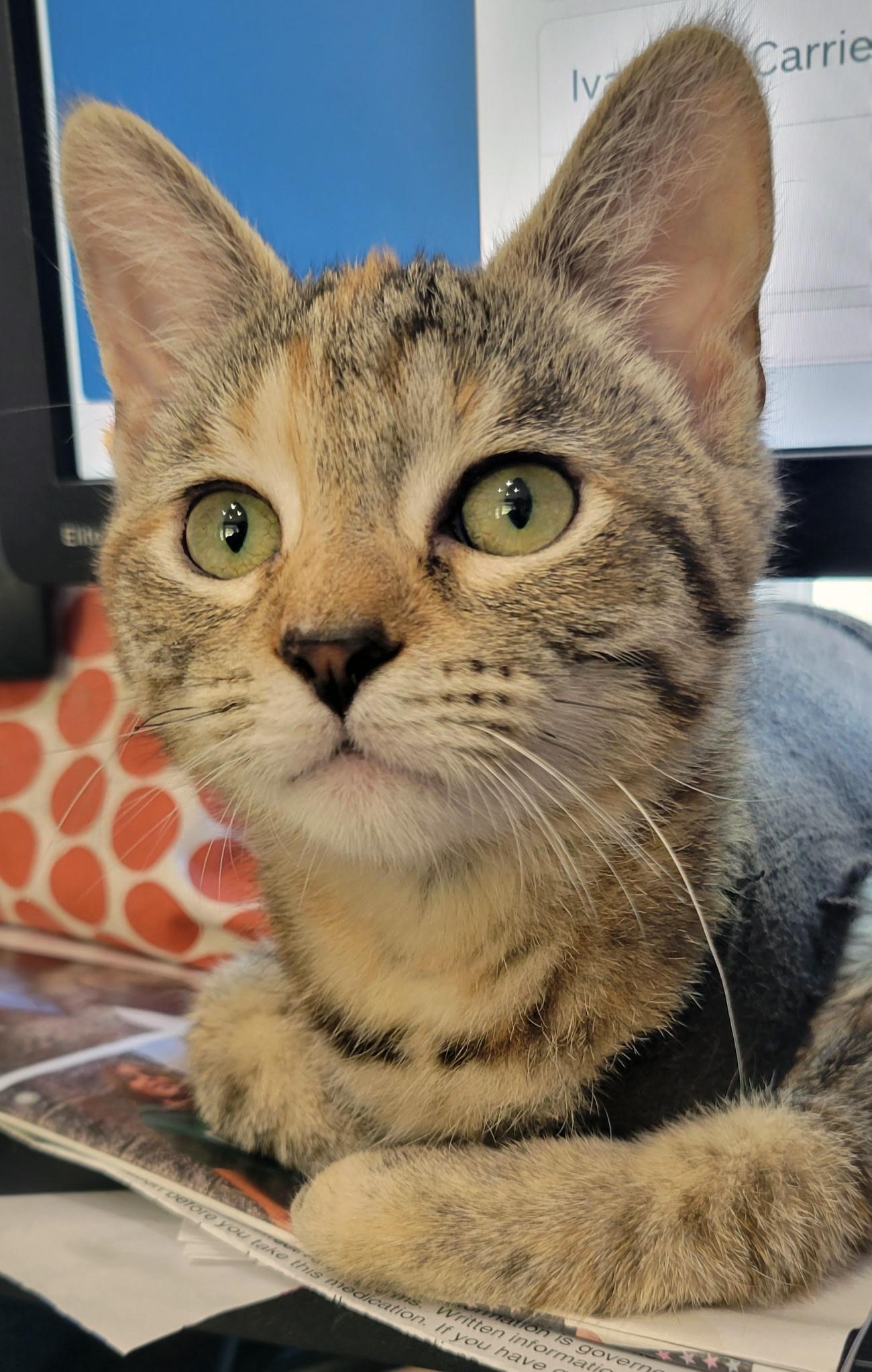 Enlarge Peanut, a Adoptable Domestic Short Hair in Centerville, UT image 2/2