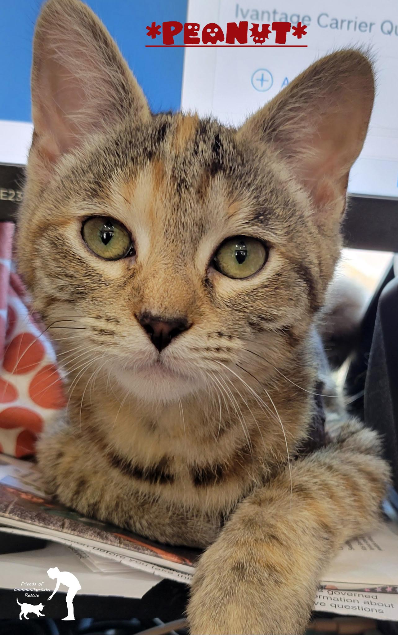 Enlarge Peanut, a Adoptable Domestic Short Hair in Centerville, UT image 1/2