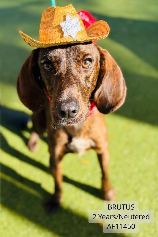 Brutus, Adoptable, Adult Male Hound.