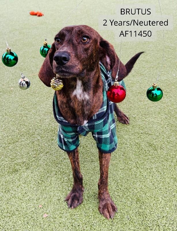 Brutus, Adoptable, Adult Male Hound.