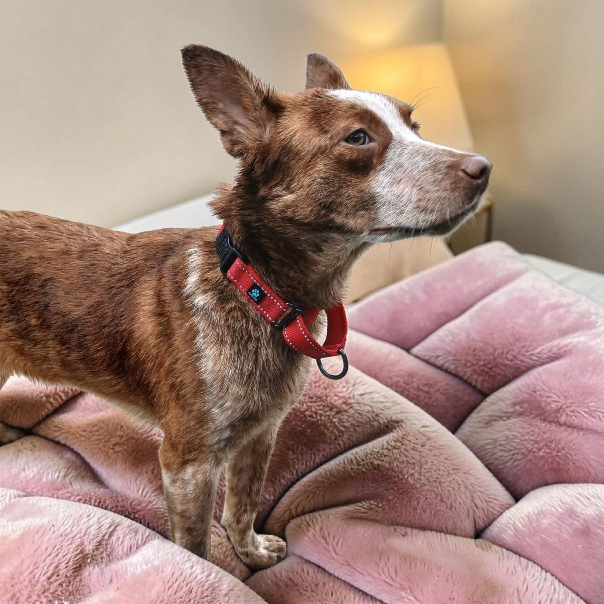 Rosie, ADOPTABLE, Young Female Australian Cattle Dog / Blue Heeler.