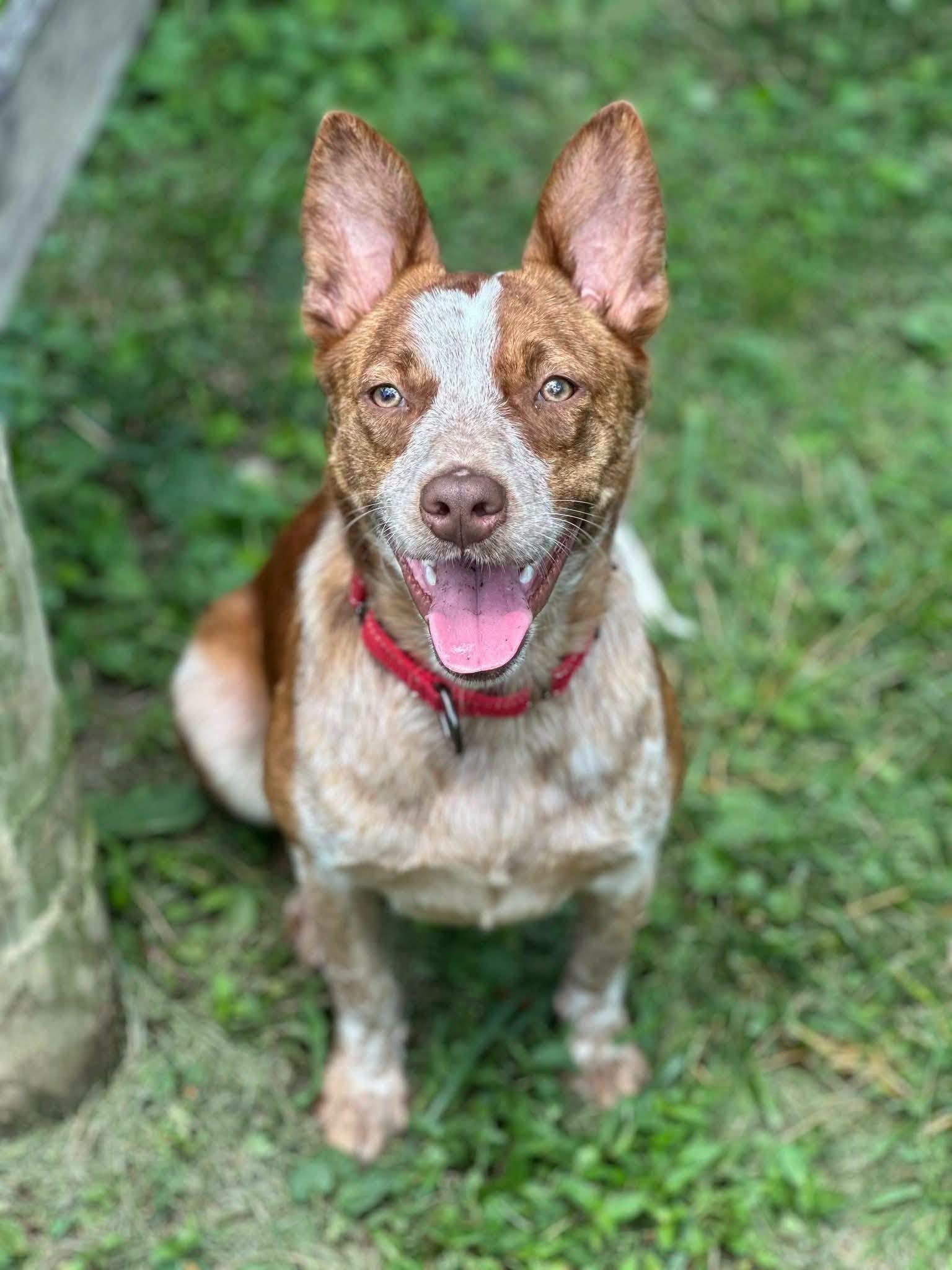 Rosie, Adoptable, Young Female Australian Cattle Dog / Blue Heeler.