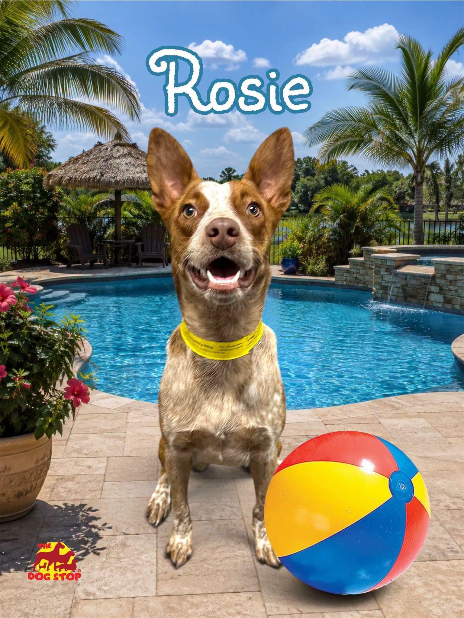 Enlarge Rosie, a Adoptable Australian Cattle Dog / Blue Heeler in Lexington, KY image 3/3