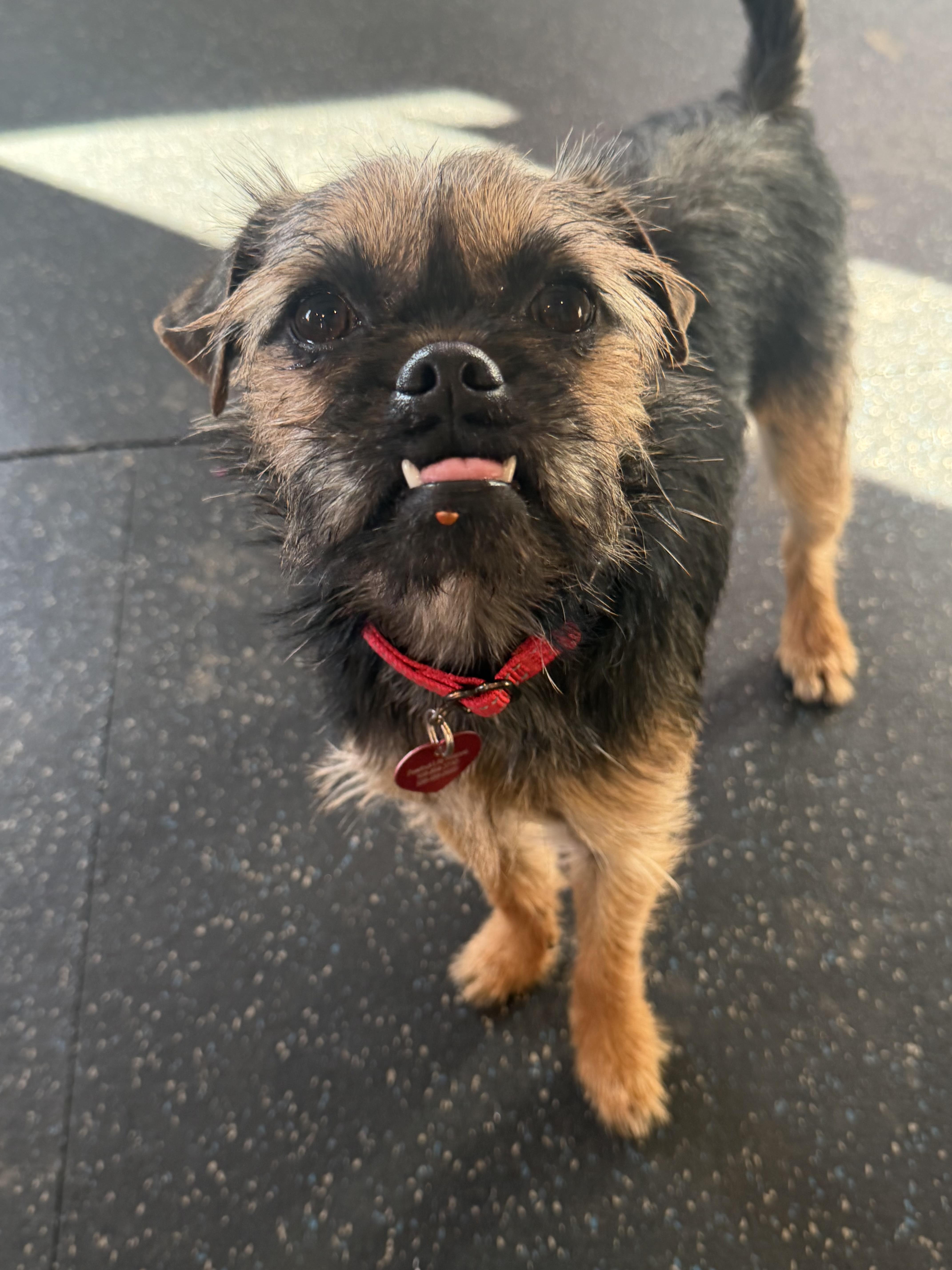 Maple, adoptable, Adult Female Terrier.