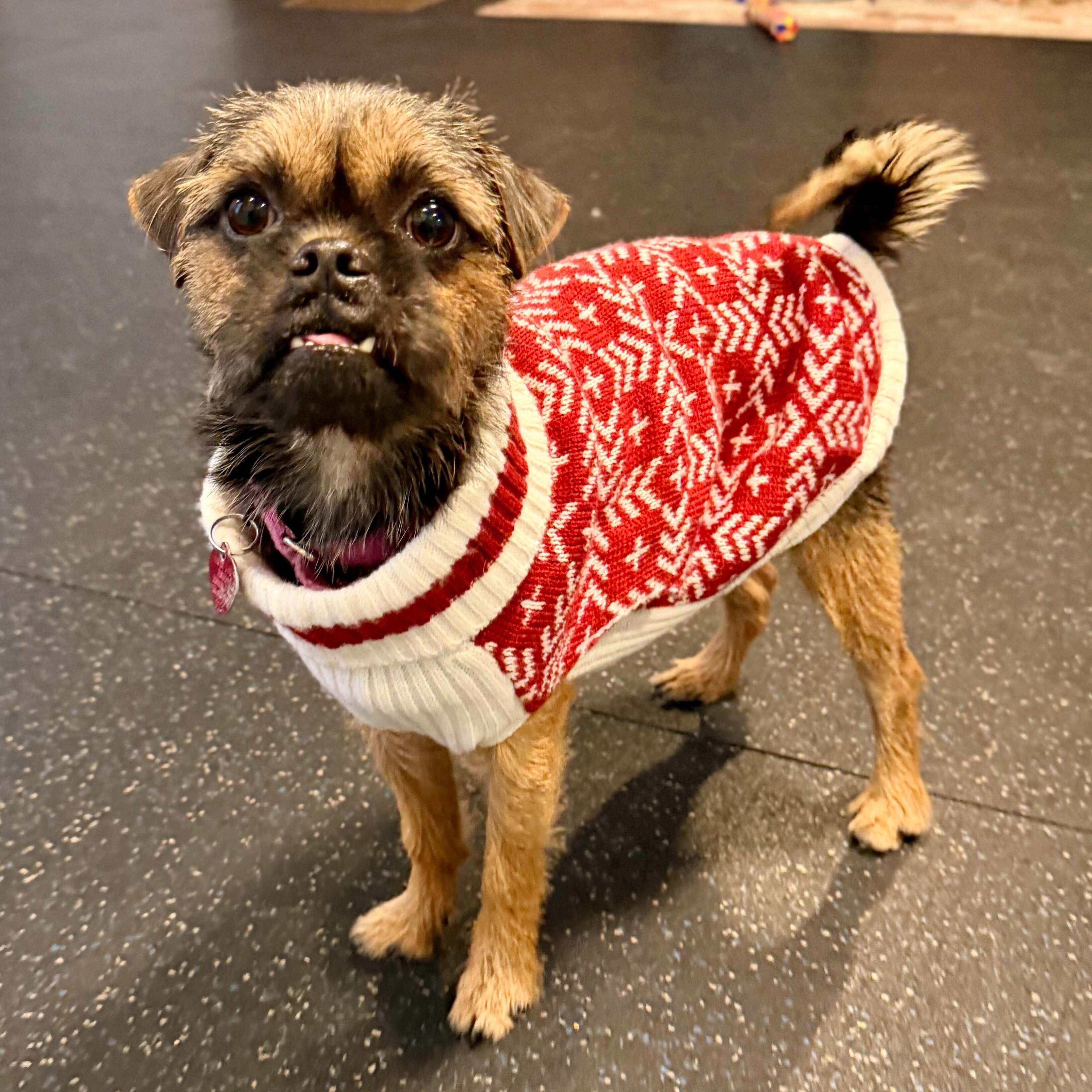 Enlarge Maple, an adoptable mixed breed in Uxbridge, MA image 2/2