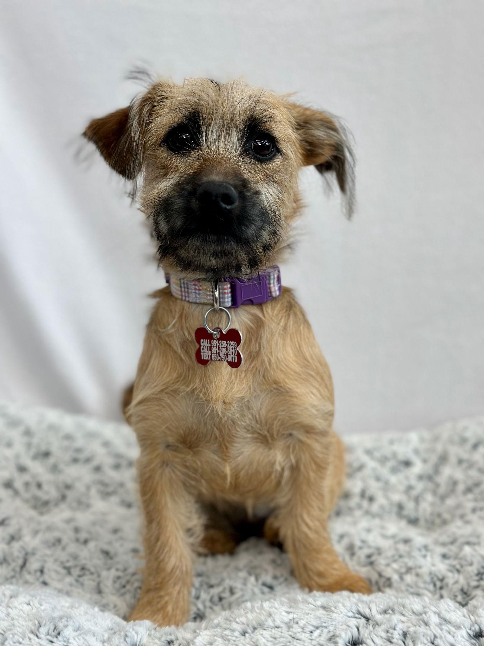 La Croix, a Adoptable mixed breed in Palo Alto, CA image 1/3