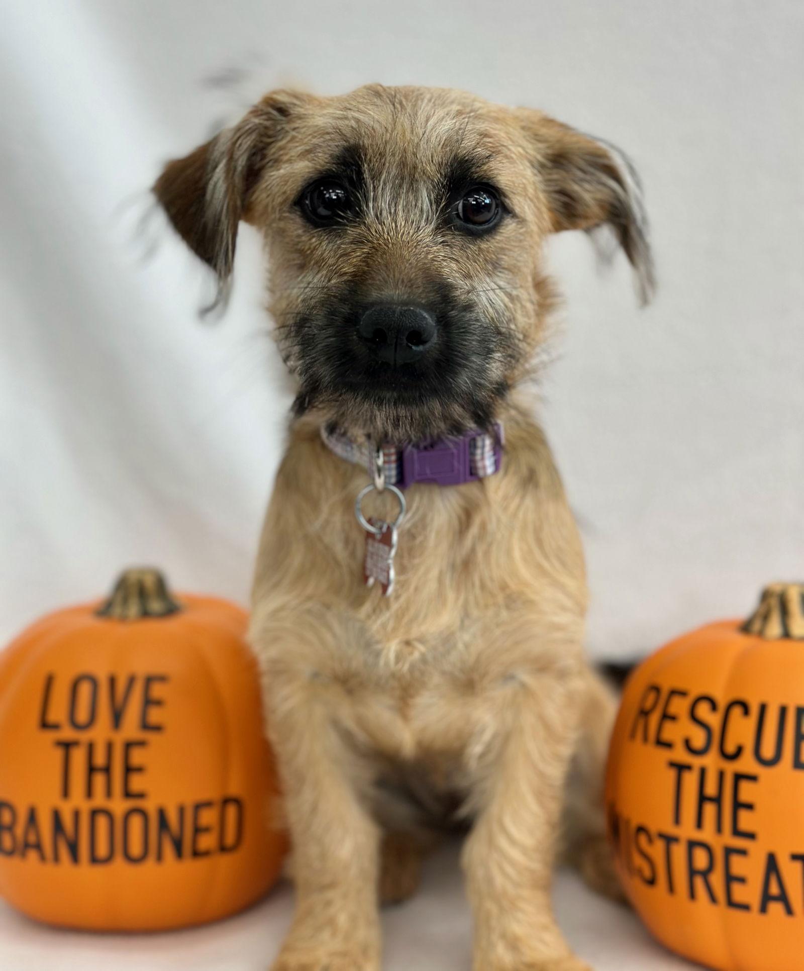 La Croix, a Adoptable mixed breed in Palo Alto, CA image 2/3