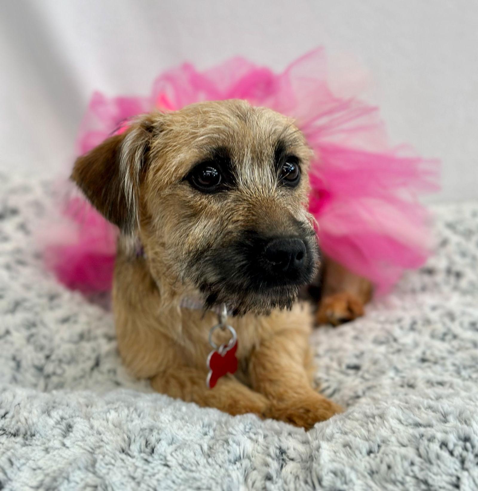 La Croix, a Adoptable mixed breed in Palo Alto, CA image 3/3