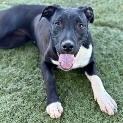 Berry, an adoptable Pit Bull Terrier in Red Bluff, CA, 96080 | Photo Image 3