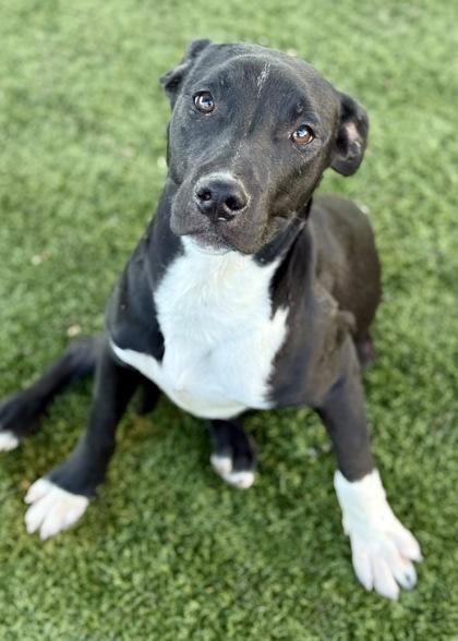 Berry, an adoptable Pit Bull Terrier in Red Bluff, CA, 96080 | Photo Image 2