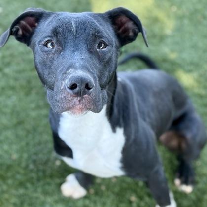 Berry, an adoptable Pit Bull Terrier in Red Bluff, CA, 96080 | Photo Image 1