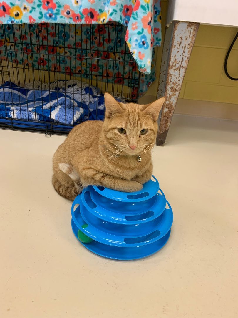 Enlarge Lex, a Adopted Domestic Short Hair in Keokuk, IA image 1/4