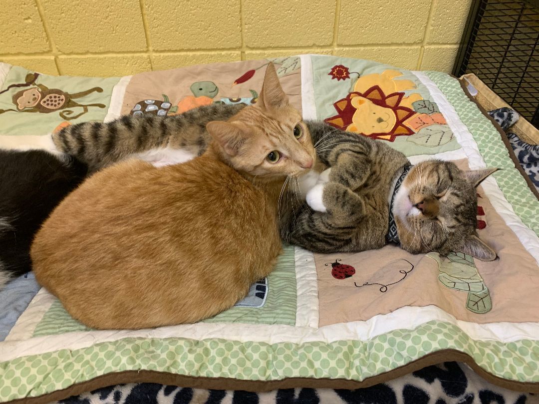 Enlarge Lex, a Adopted Domestic Short Hair in Keokuk, IA image 3/4