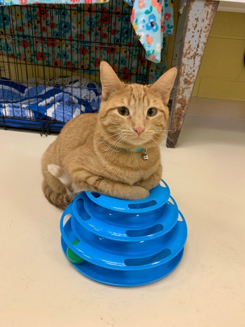 Enlarge Lex, a Adopted Domestic Short Hair in Keokuk, IA image 4/4