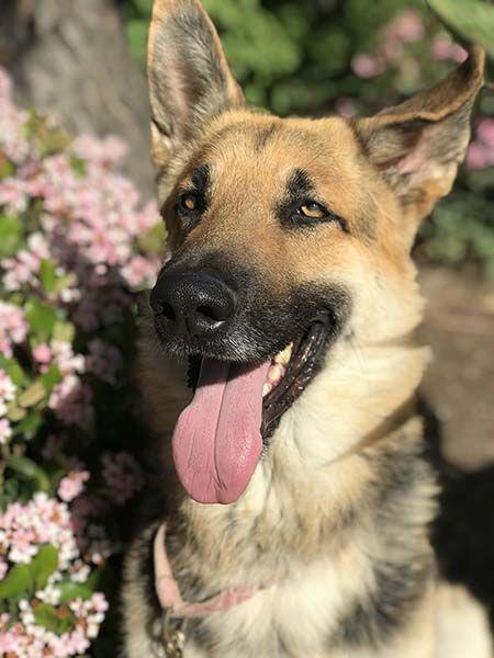 Ivan