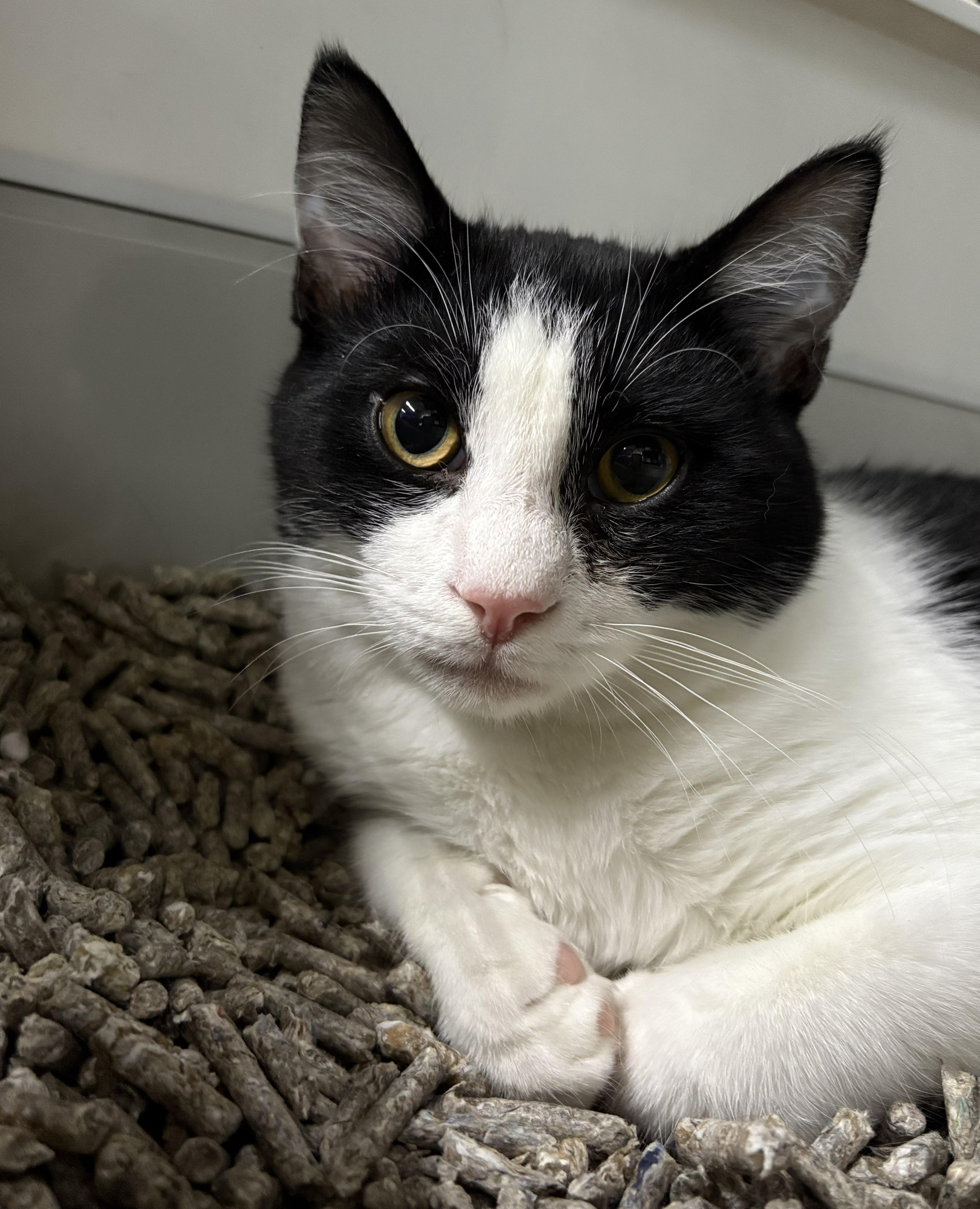 Enlarge Geo, a Adopted Domestic Short Hair in Allison Park, PA image 1/1