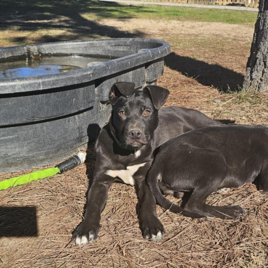 Enlarge Alice $200 adoption fee, a Adoptable mixed breed in Bloomington, IL image 5/5