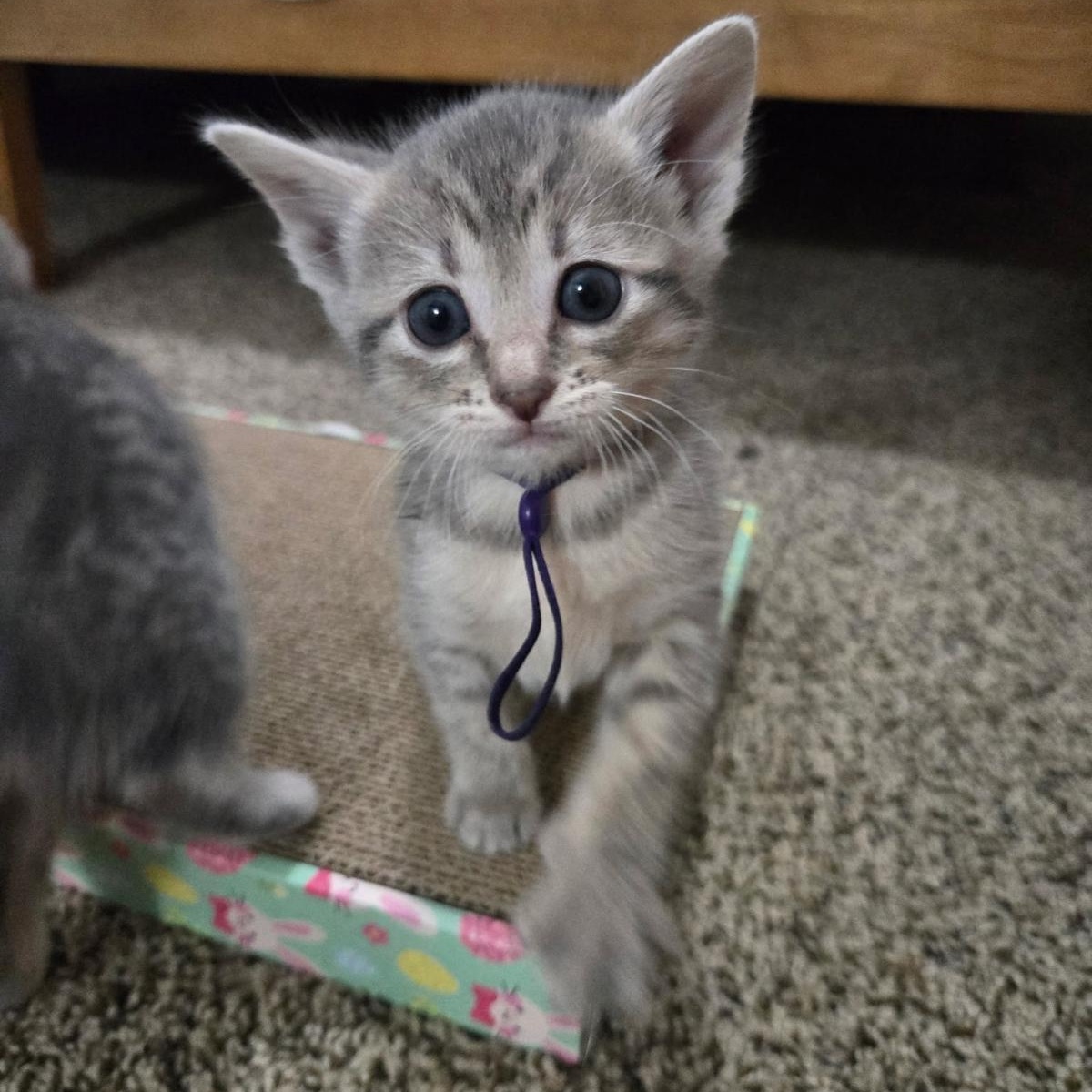 Twix, Adoptable, Kitten Male Domestic Short Hair.