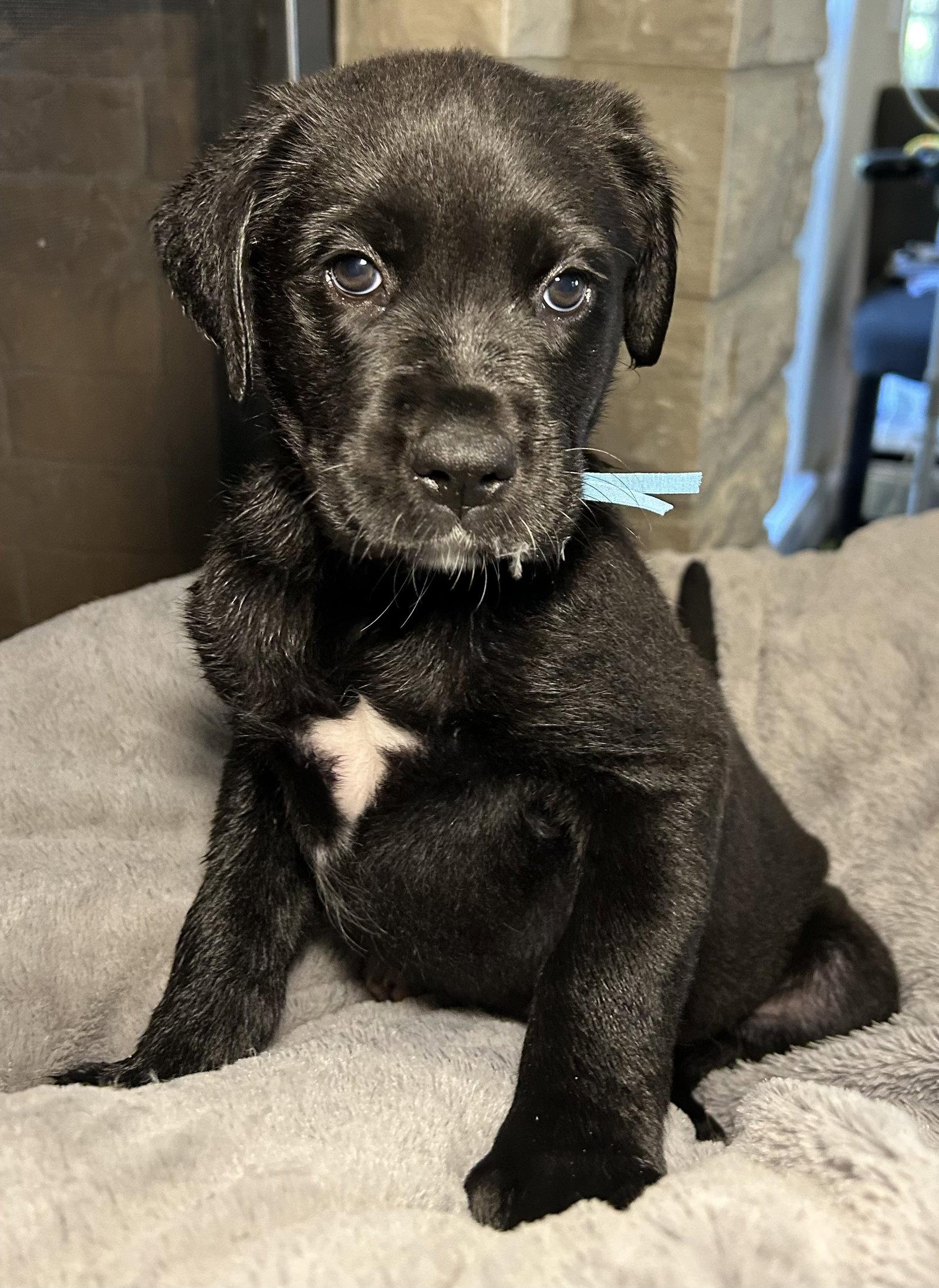 Fable, Adoptable, Young Female Labrador Retriever.