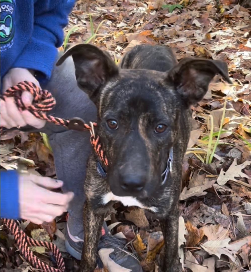 Dainty, Adoptable, Adult Female Pit Bull Terrier & Mixed Breed.