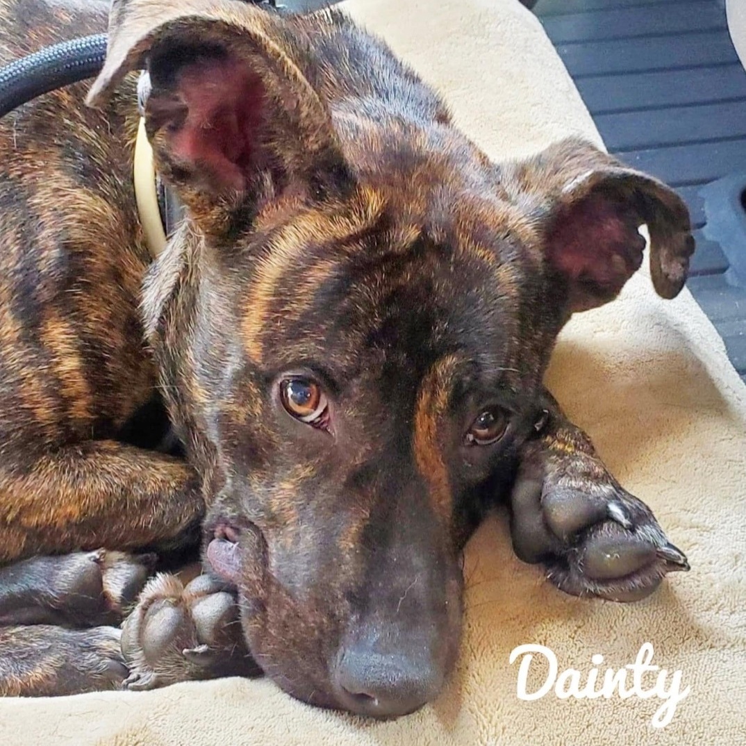Dainty, a Adoptable mixed breed in Blue Ridge, GA image 2/12