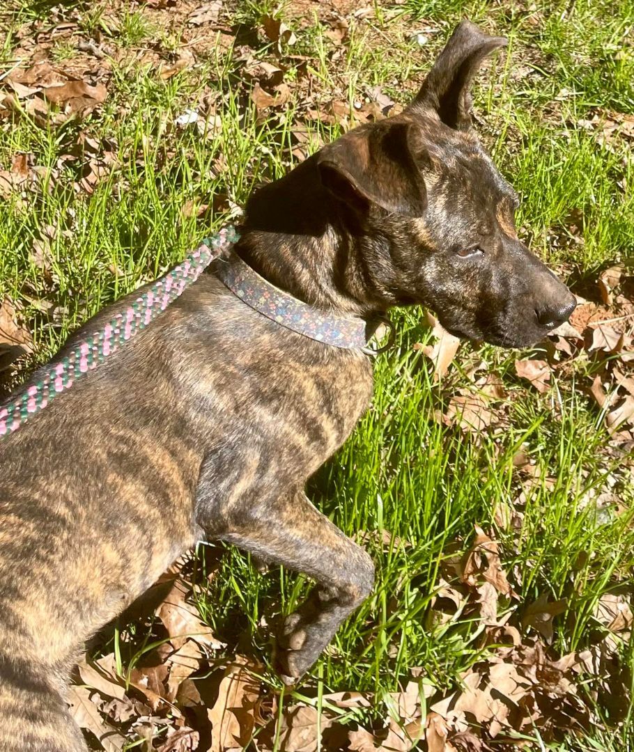 Dainty, a Adoptable mixed breed in Blue Ridge, GA image 3/12