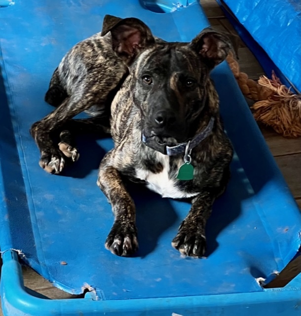 Dainty, a Adoptable mixed breed in Blue Ridge, GA image 4/12