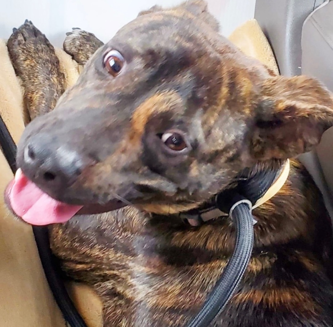 Dainty, a Adoptable mixed breed in Blue Ridge, GA image 5/12