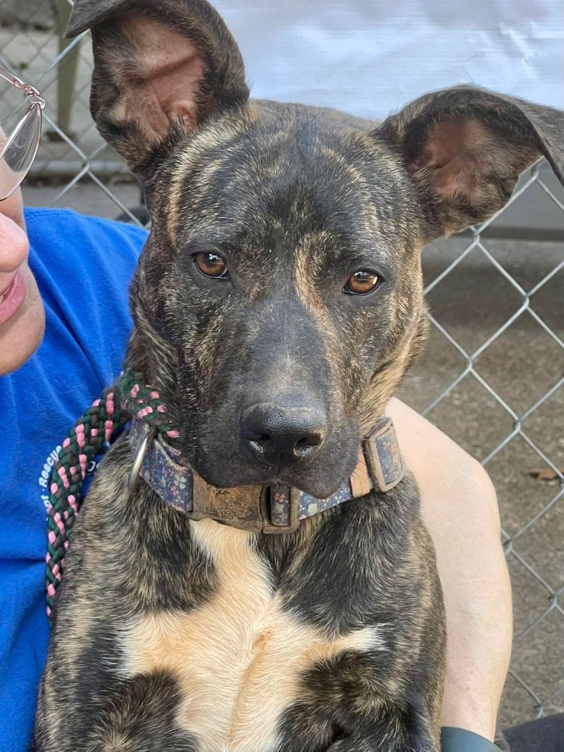 Dainty, a Adoptable mixed breed in Blue Ridge, GA image 6/12