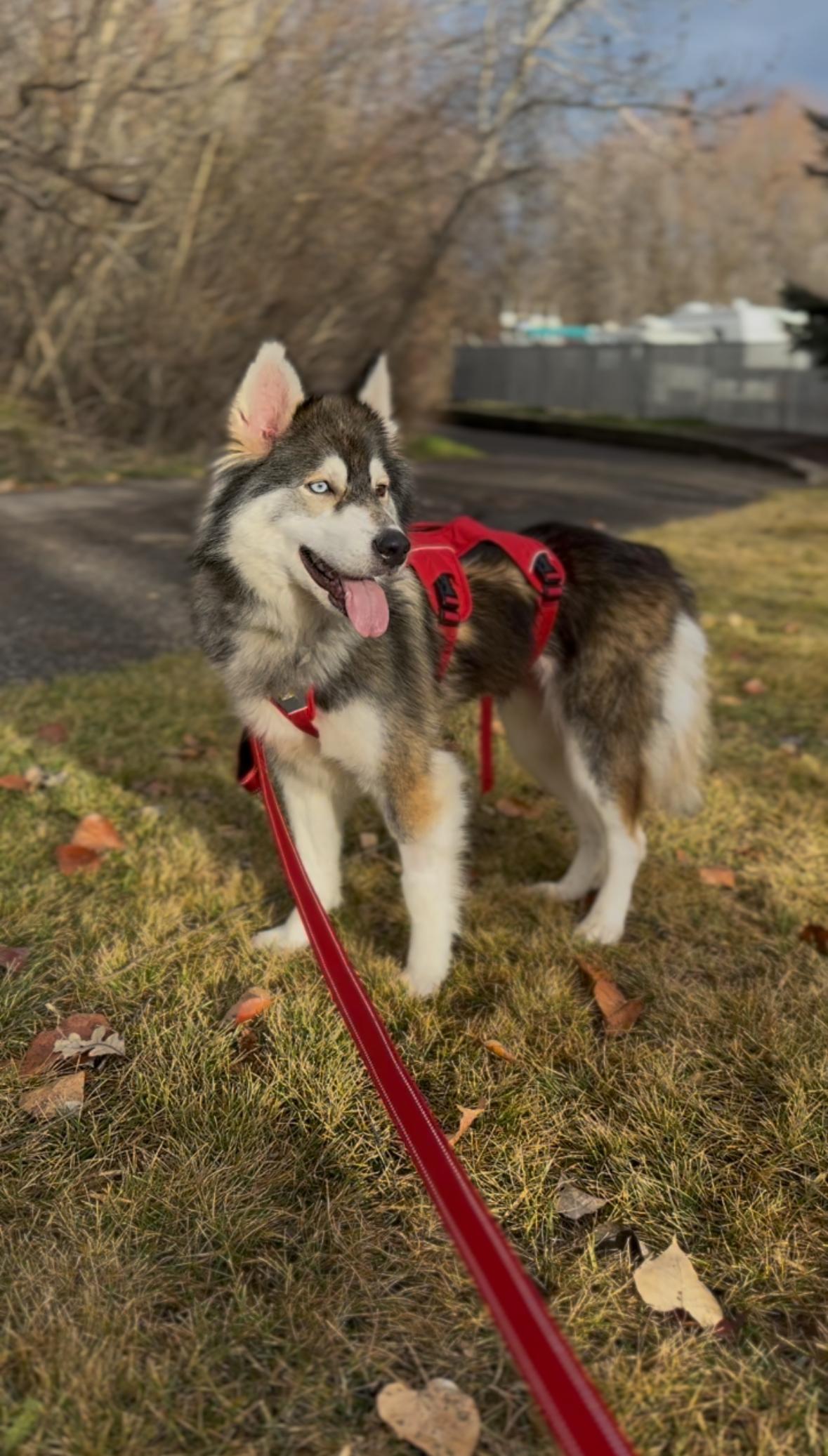 Luna, ADOPTABLE, Young Female Siberian Husky & Alaskan Malamute.