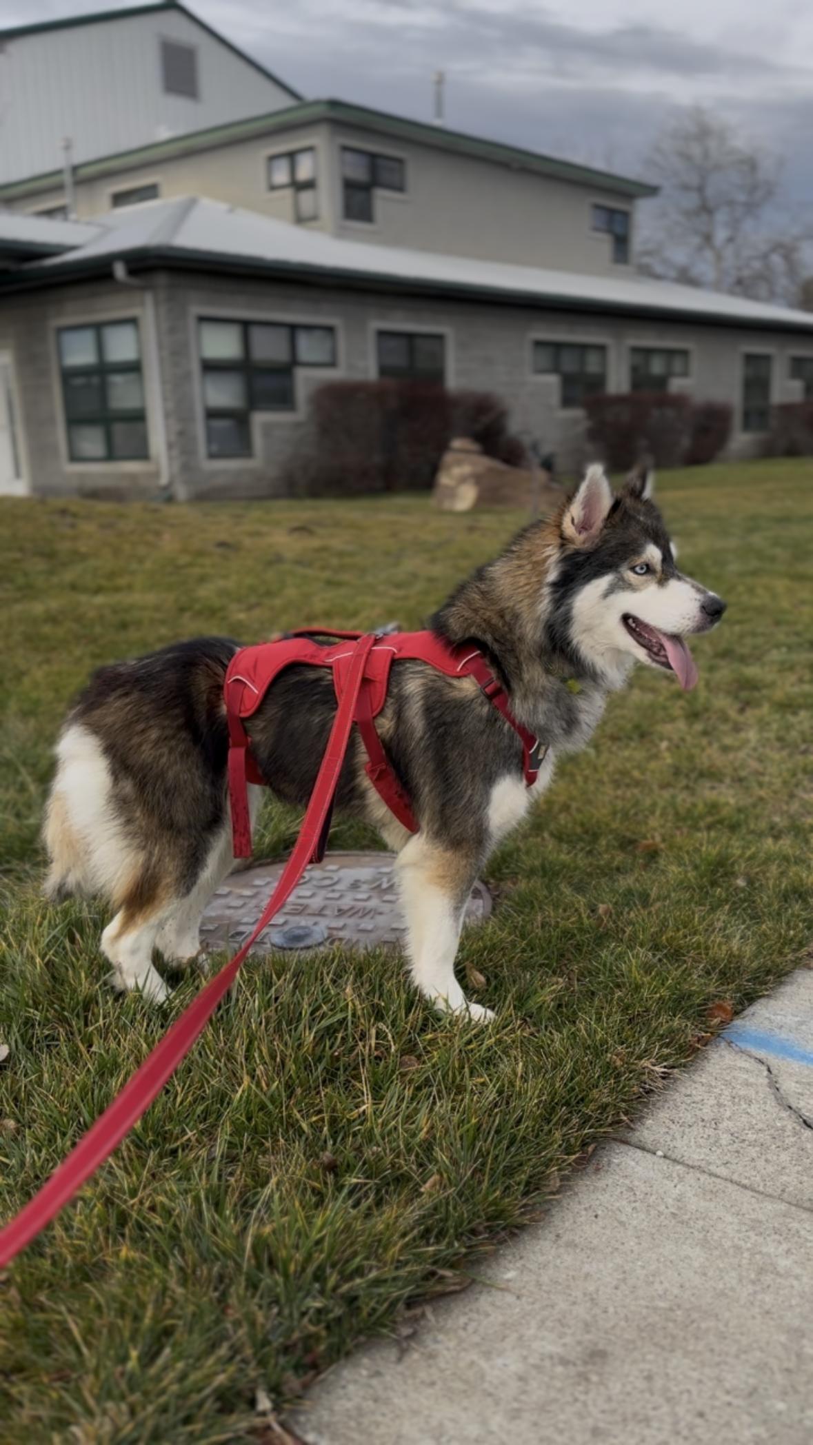 Enlarge Luna, a ADOPTABLE mixed breed in Eagle, ID image 2/4