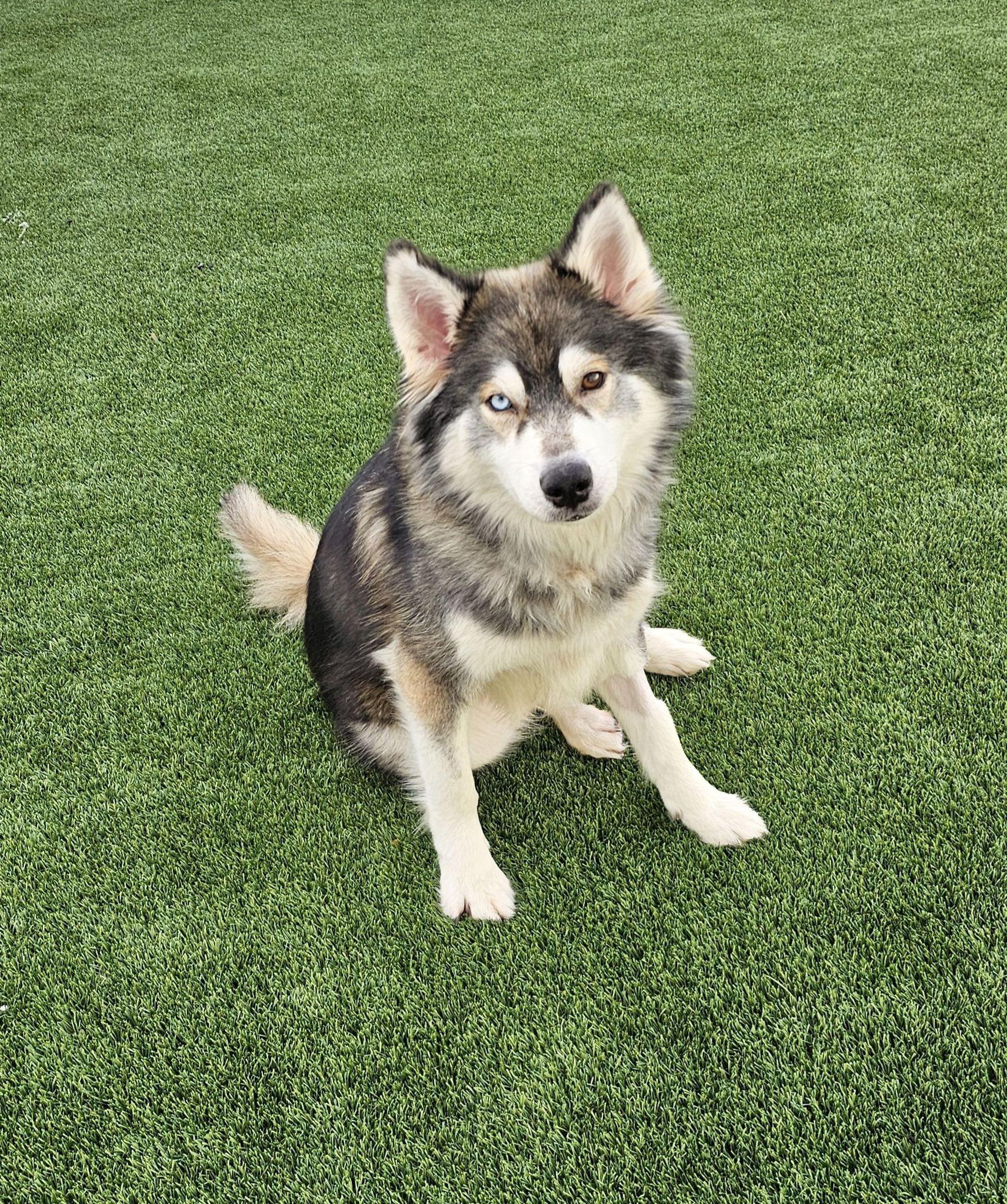 Enlarge Luna, a ADOPTABLE mixed breed in Eagle, ID image 4/4