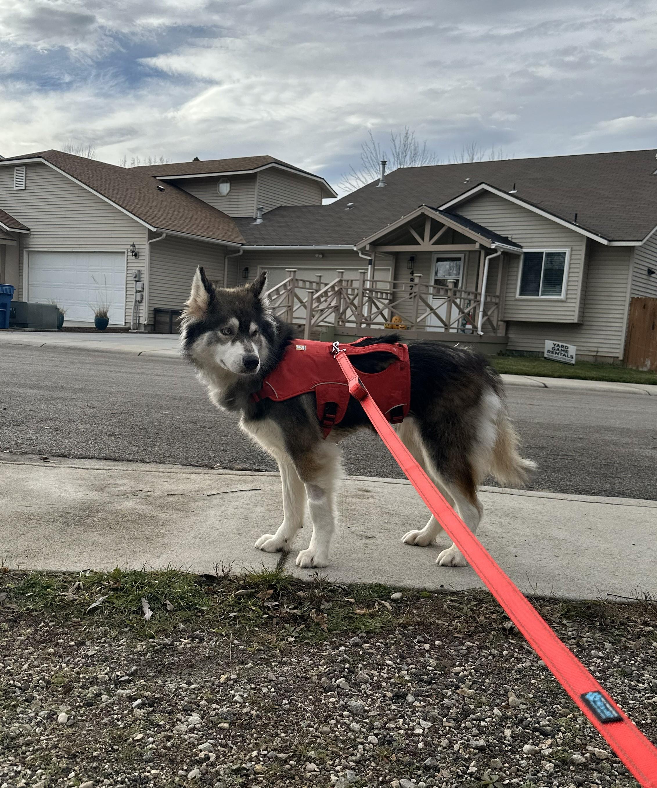 Enlarge Luna, a ADOPTABLE mixed breed in Eagle, ID image 3/4