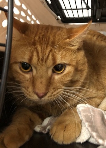 Enlarge Dorito, a Adoptable Tabby in Porter, TX image 1/1