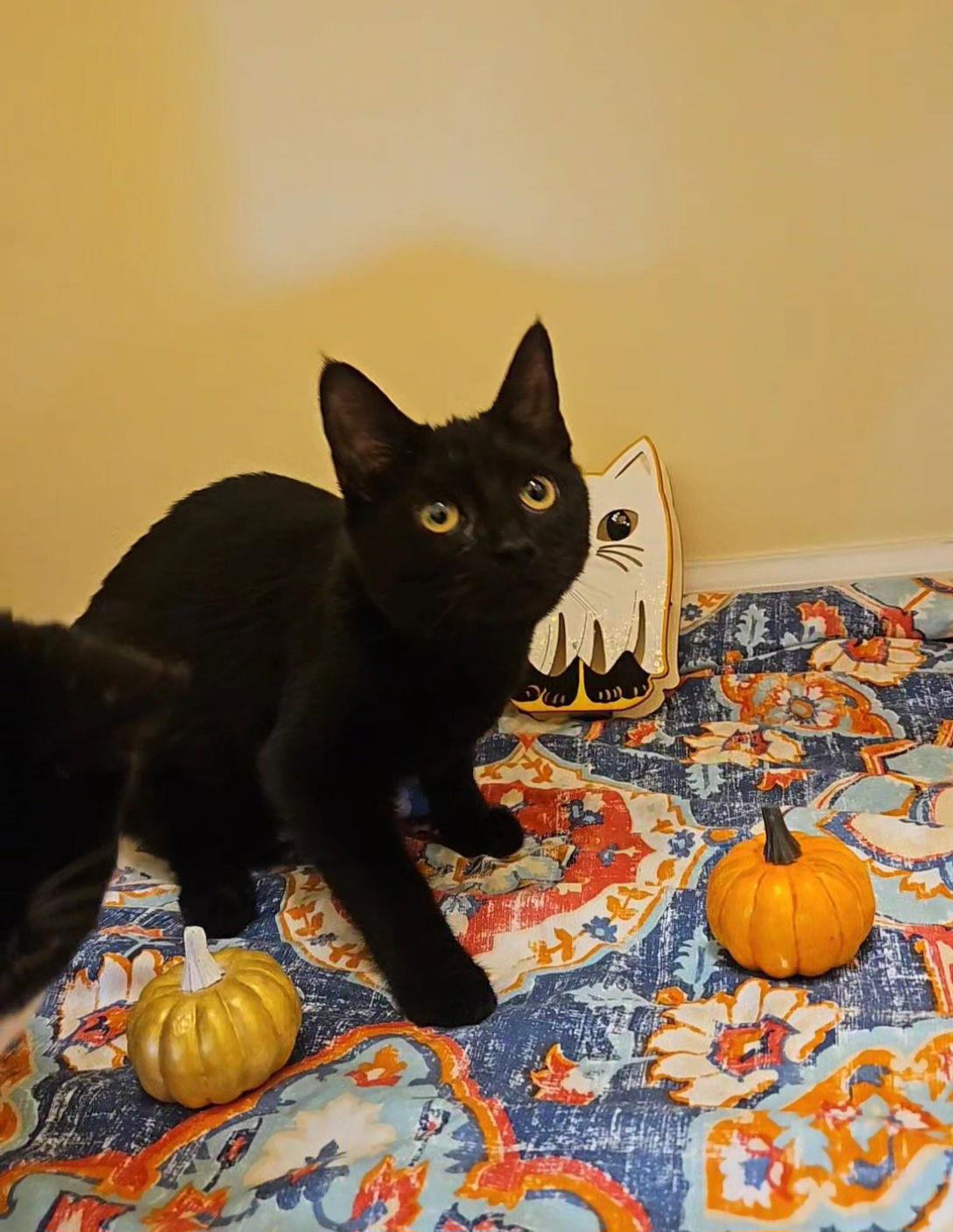 *Noir, Adoptable, Young Female Domestic Short Hair.