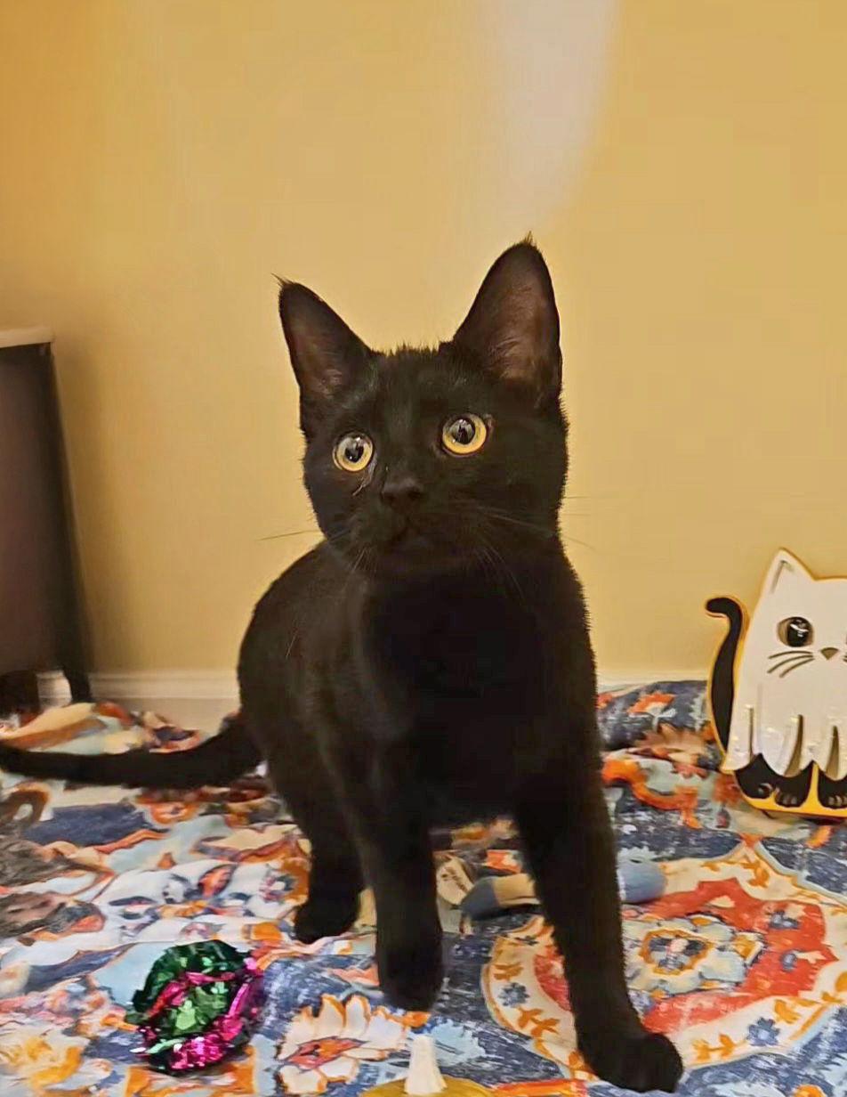 *Noir, Adoptable, Young Female Domestic Short Hair.
