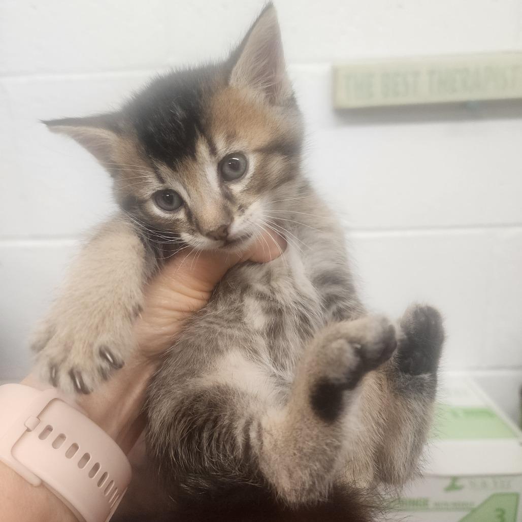 Enlarge Eugene, a Adoptable Domestic Short Hair in Evensville, TN image 2/6