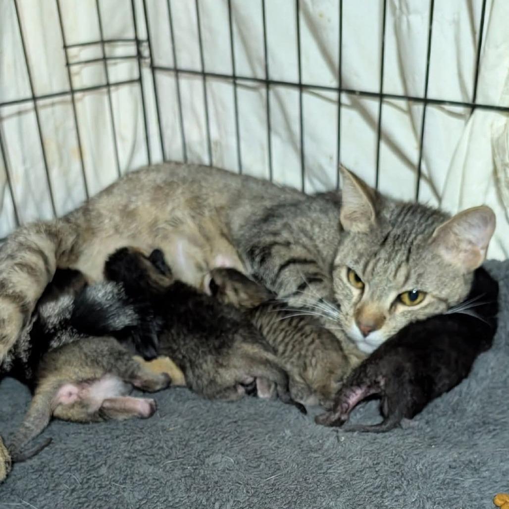 Enlarge Eugene, a Adoptable Domestic Short Hair in Evensville, TN image 3/6
