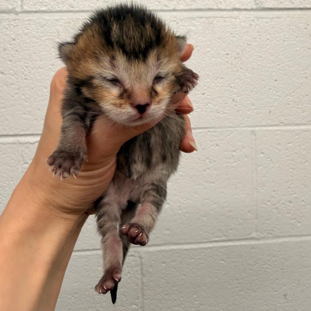 Enlarge Eugene, a Adoptable Domestic Short Hair in Evensville, TN image 4/6