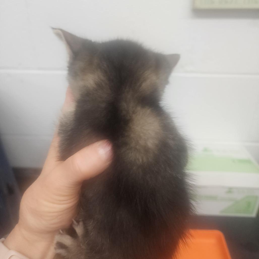 Enlarge Eugene, a Adoptable Domestic Short Hair in Evensville, TN image 5/6