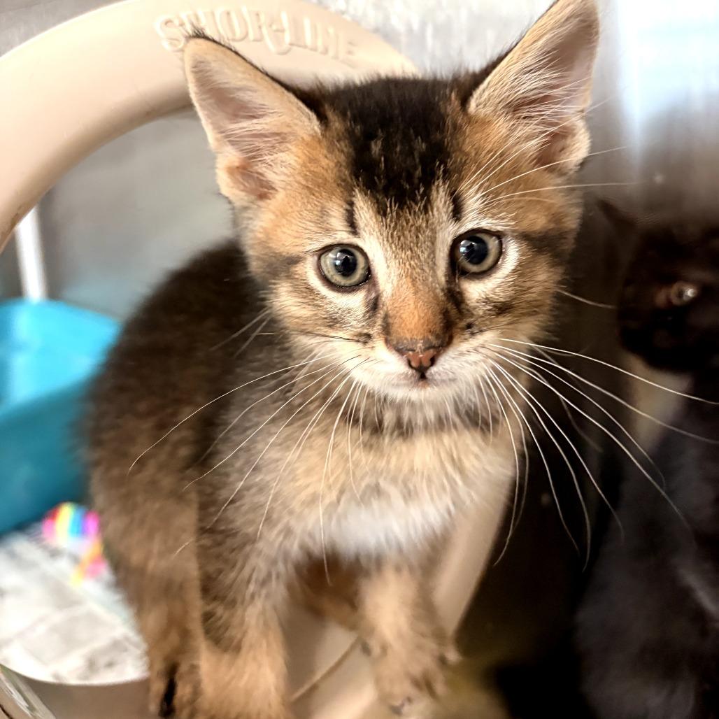 Enlarge Eugene, a Adoptable Domestic Short Hair in Evensville, TN image 6/6