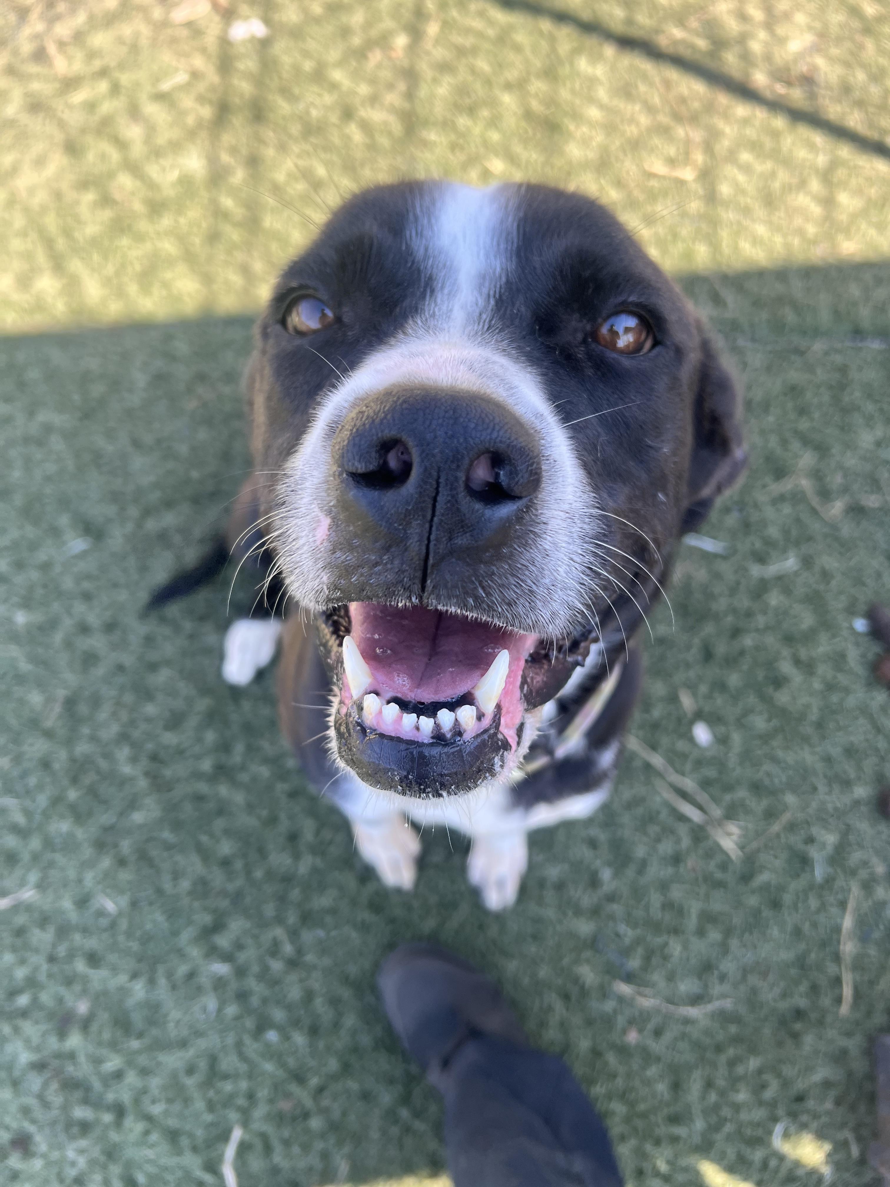 Enlarge Rosie, a Adoptable mixed breed in Blanchard, OK image 1/3
