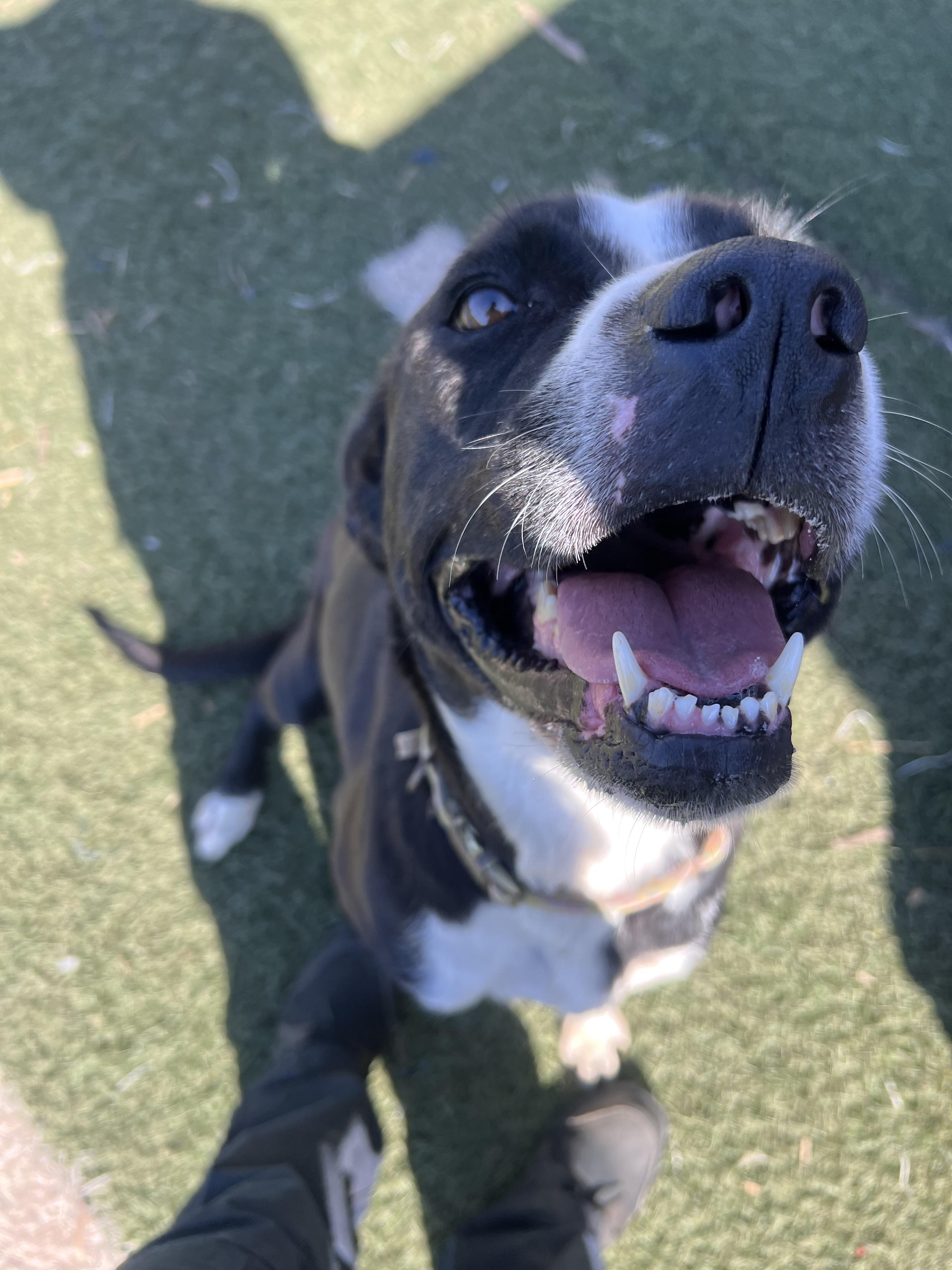 Enlarge Rosie, a Adoptable mixed breed in Blanchard, OK image 2/3