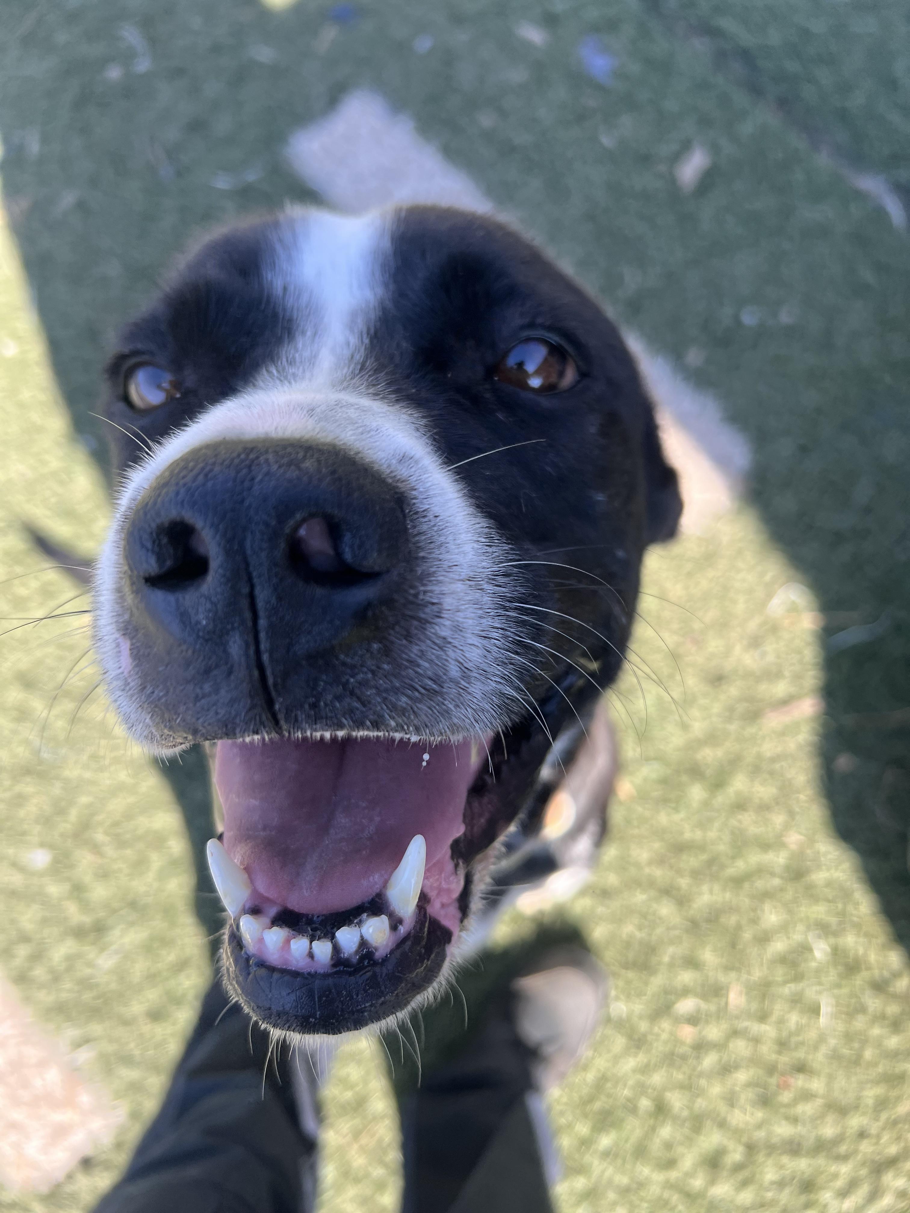 Enlarge Rosie, a Adoptable mixed breed in Blanchard, OK image 3/3