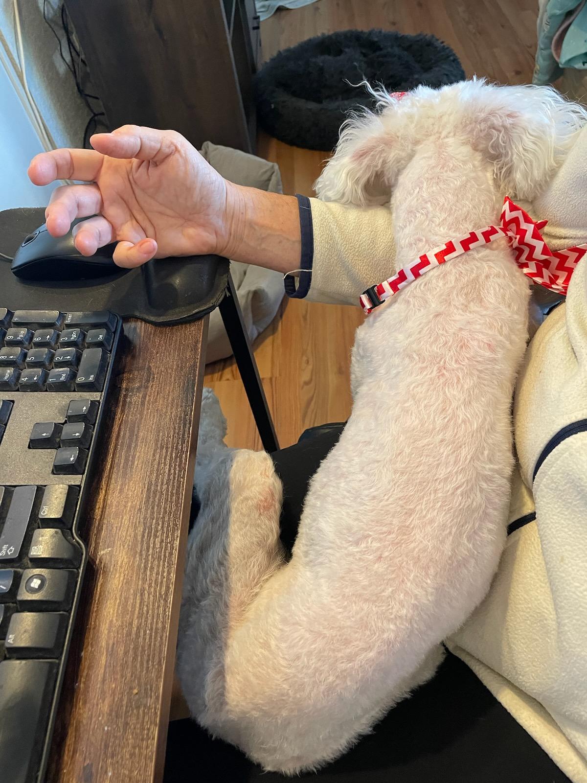 Pixie, a Adopted Miniature Poodle in Greenville, SC image 1/3