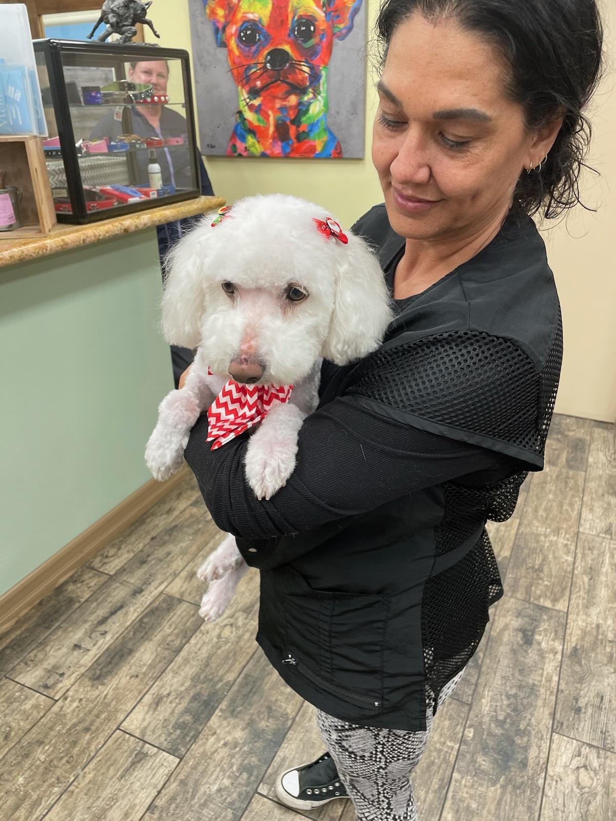 Pixie, a Adopted Miniature Poodle in Greenville, SC image 2/3