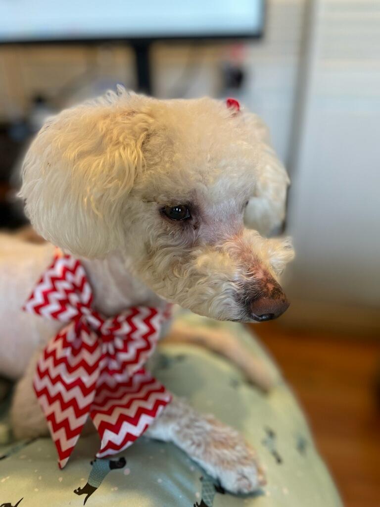 Pixie, a Adopted Miniature Poodle in Greenville, SC image 3/3