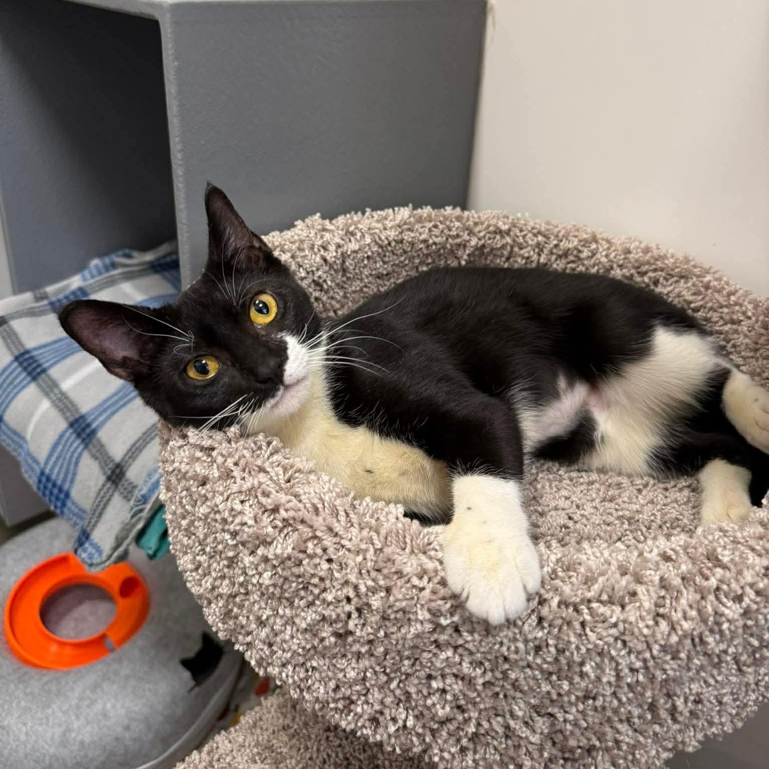 Rita, adopted, Young Female Domestic Short Hair.