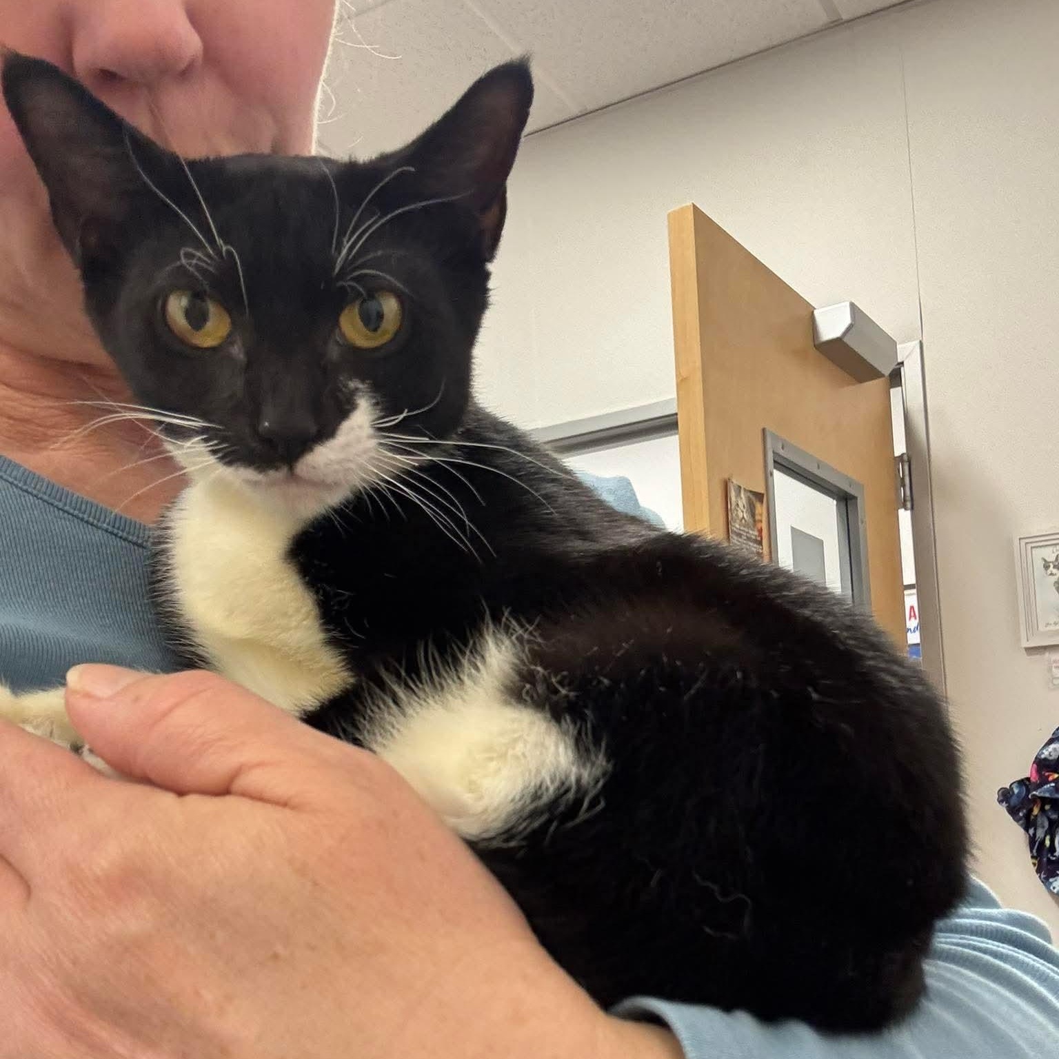 Enlarge Rita, an adopted mixed breed in Oldsmar, FL image 3/3