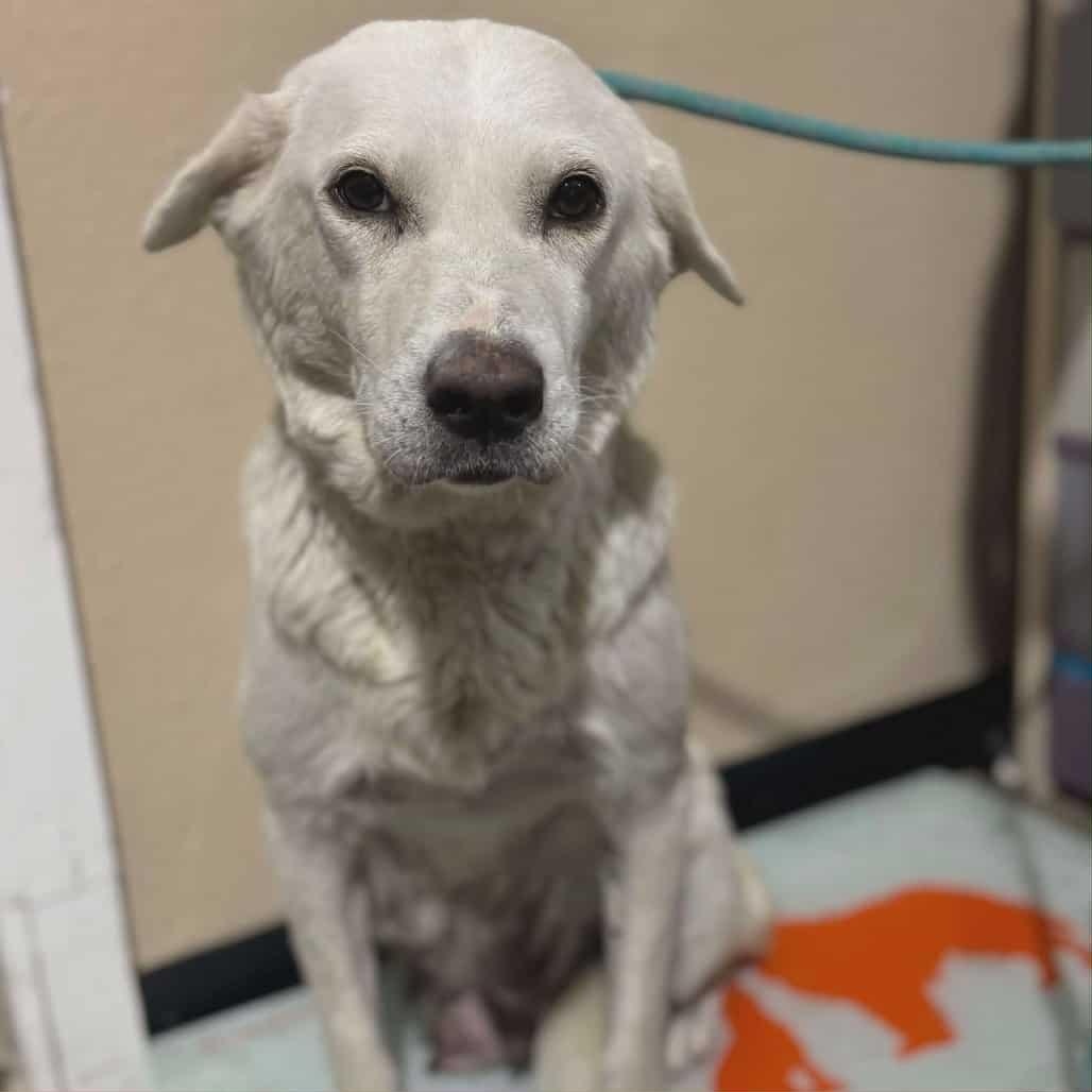 Enlarge SNOWBERRY, a Adoptable mixed breed in Loveland, CO image 4/6